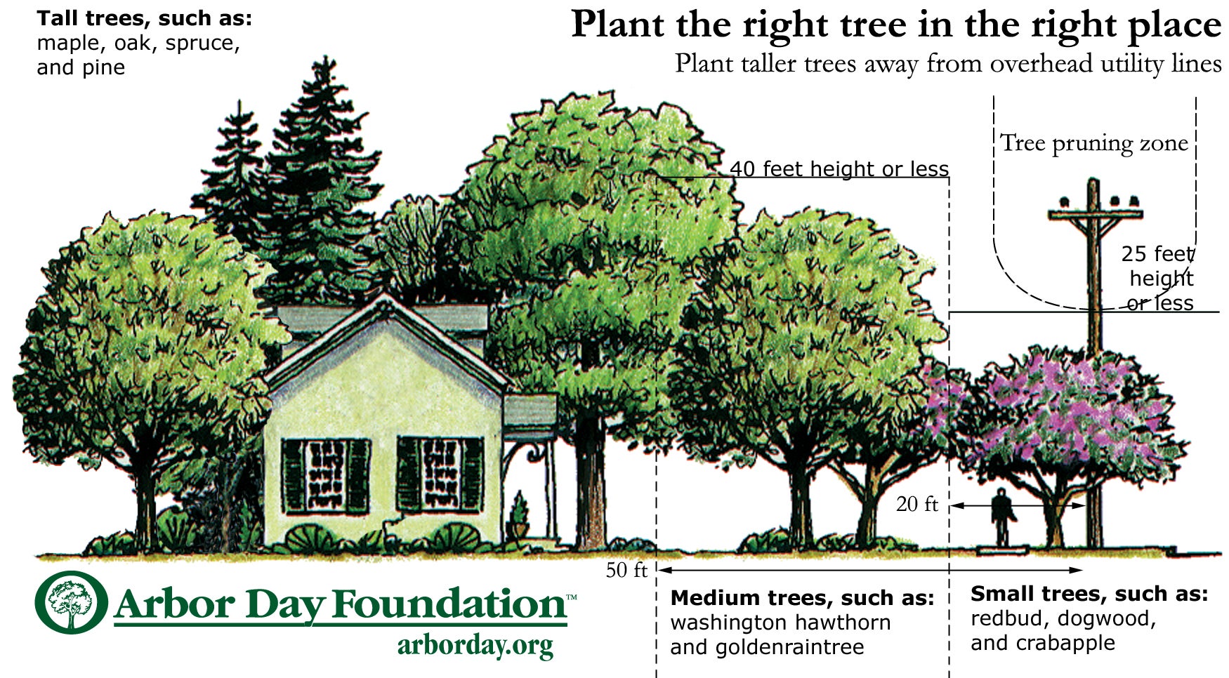 Right of Way Tree Placement Image