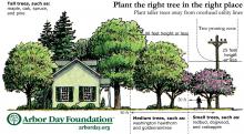 Right-of-Way tree replacement